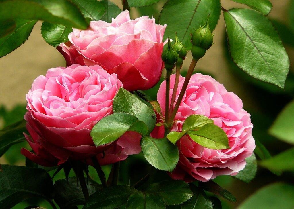 flowers, buds, roses-279583.jpg